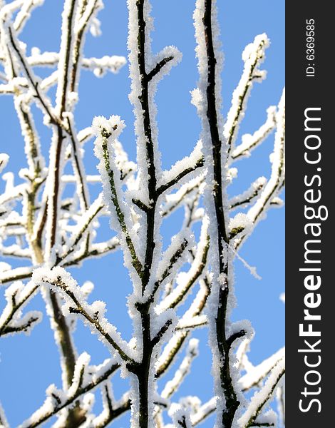 Hoarfrost on branches against blue sky. Hoarfrost on branches against blue sky