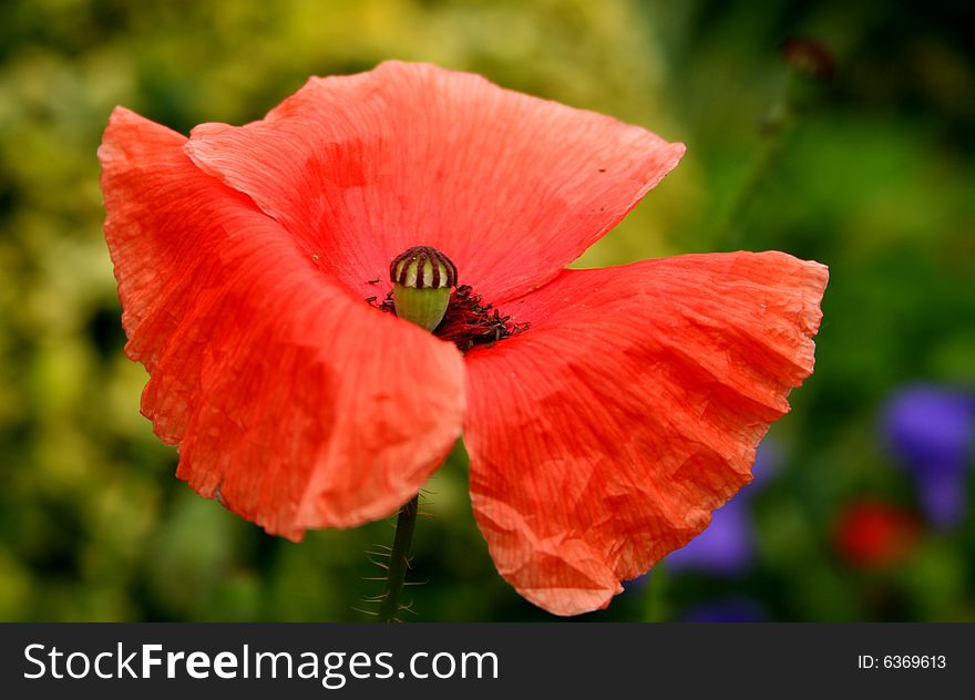 Close-up of red poppy, blooming in the garden. Close-up of red poppy, blooming in the garden