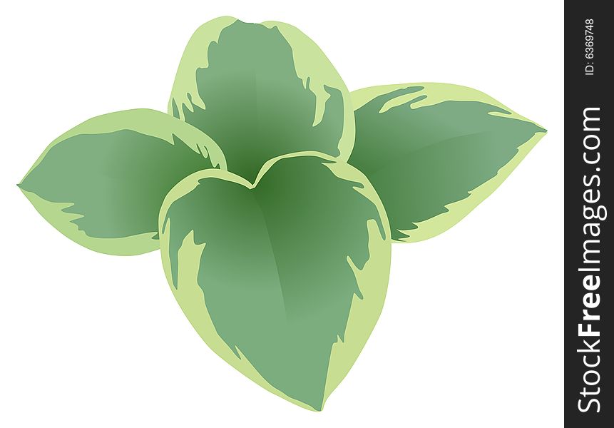 A  illustration of a single hosta plant.