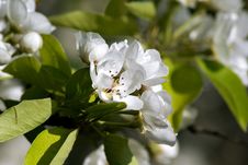 Blossoming Pear. Spring Stock Photo Blossoming Pear. Spring Stock Photo