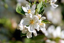 Flowering Apple. Spring Stock Images Flowering Apple. Spring Stock Images