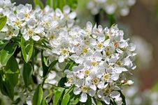 Flowering Pear. Spring Royalty Free Stock Photo Flowering Pear. Spring Royalty Free Stock Photo