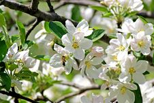 Blossoming Apple. Spring Royalty Free Stock Image Blossoming Apple. Spring Royalty Free Stock Image