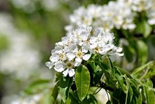 Blossoming Pear. Spring Stock Photography Blossoming Pear. Spring Stock Photography