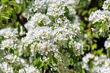 Blossoming Pear. Spring Stock Image Blossoming Pear. Spring Stock Image