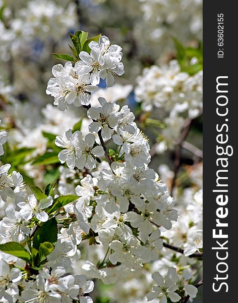 Cherry blossoms. Flowering white tree. Cherry blossoms. Flowering white tree