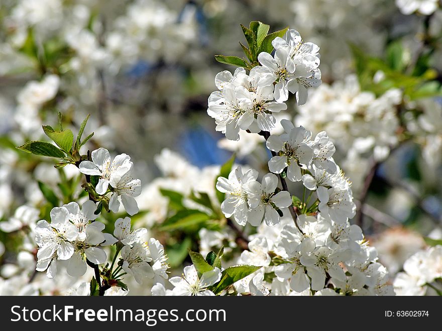 Cherry blossoms. Flowering white tree. Cherry blossoms. Flowering white tree