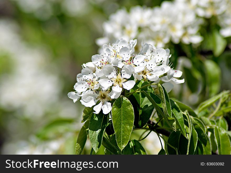 Blossoming Pear. Flowering white tree. Blossoming Pear. Flowering white tree