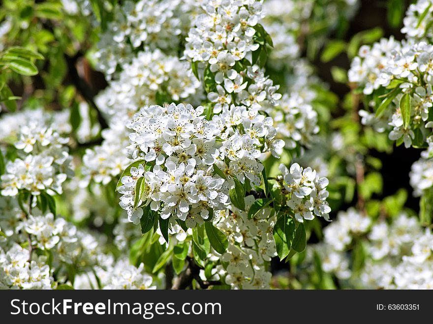 Blossoming Pear. Flowering white tree. Blossoming Pear. Flowering white tree