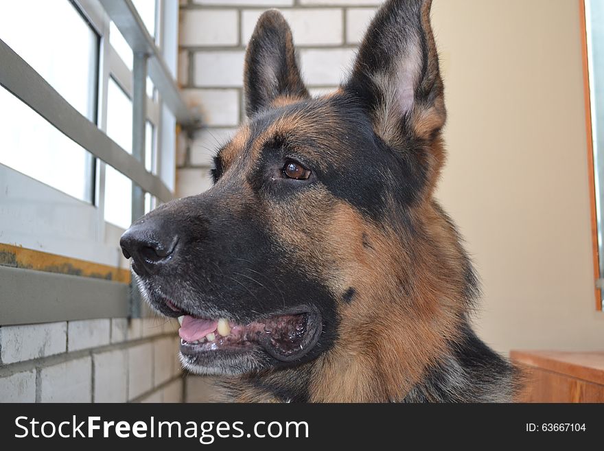 A police dog in a concrete cell