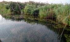 Spider Net Stock Photo