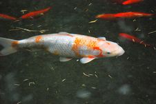 Colorful Koi Fish. Stock Photo Colorful Koi Fish. Stock Photo