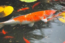 Colorful Koi Fish. Stock Photography Colorful Koi Fish. Stock Photography