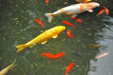 Colorful Koi Fish. Royalty Free Stock Images Colorful Koi Fish. Royalty Free Stock Images