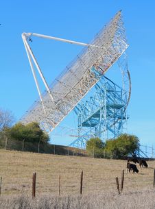 Stanford Dish In Winter With Cows Stock Photo