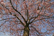 Prunus, Japanese Cherry Tree Royalty Free Stock Image Prunus, Japanese Cherry Tree Royalty Free Stock Image