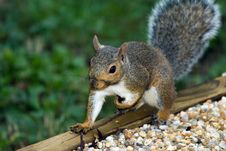 Gray Squirrel Stock Image Gray Squirrel Stock Image