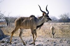 Kudu In Etosha Royalty Free Stock Image