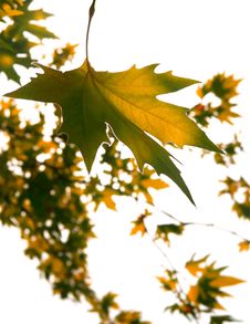 Autumn Leaves Over White Stock Images Autumn Leaves Over White Stock Images