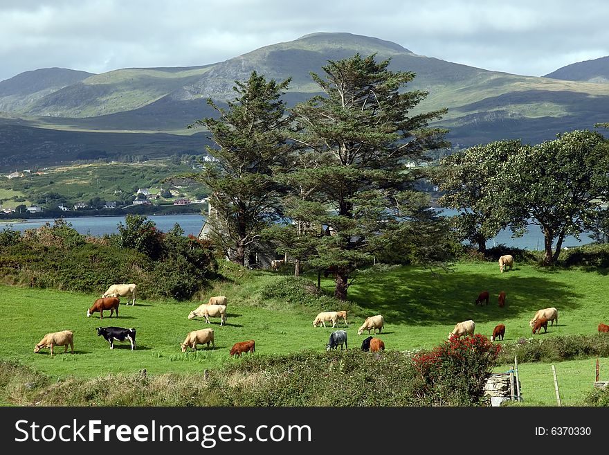 An irish island meadow with cattle grazing on lush green grass. An irish island meadow with cattle grazing on lush green grass