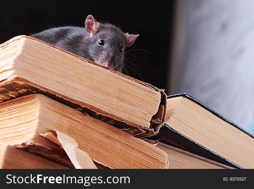 Rat  in library