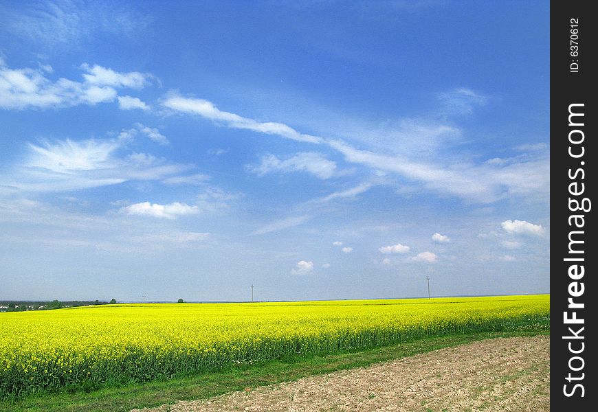 Yellow rape field and blue sky with fluffy clouds