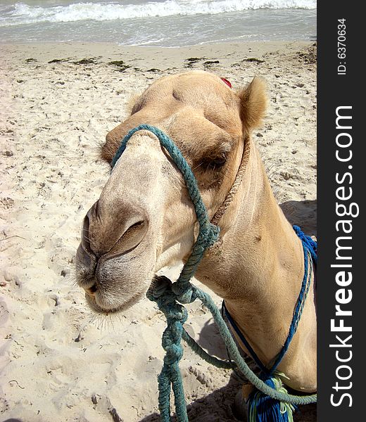 Portrait of a camel for tourists at seasid. Portrait of a camel for tourists at seasid