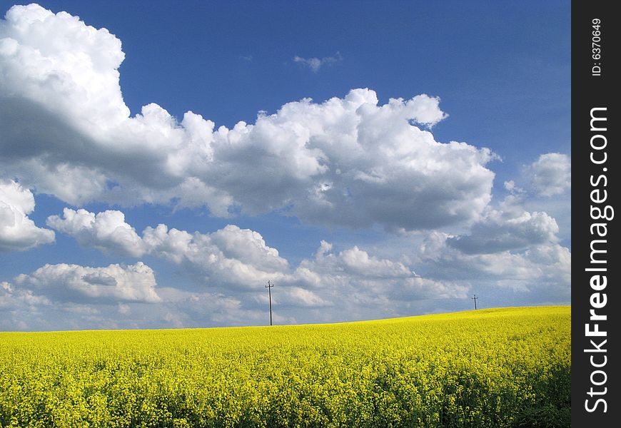 Yellow field and blue sky with fluffy clouds. Yellow field and blue sky with fluffy clouds