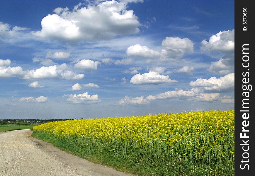 Yellow rape field and blue sky with fluffy clouds
