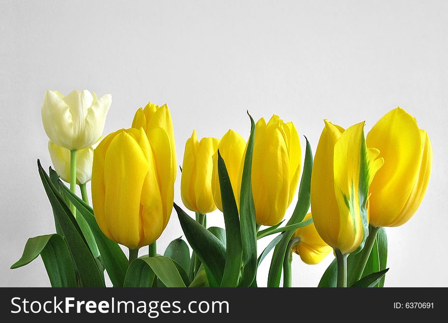 Many yellow tulips in row