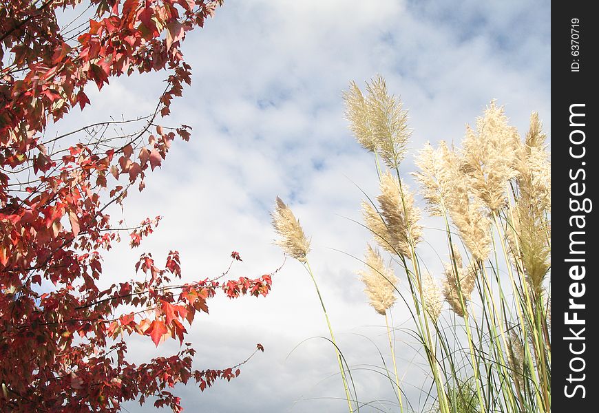 Foxtails and red tree against cloudy sky