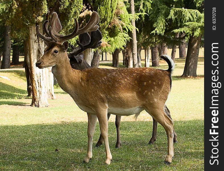 Photo of a deer staying at the lawn