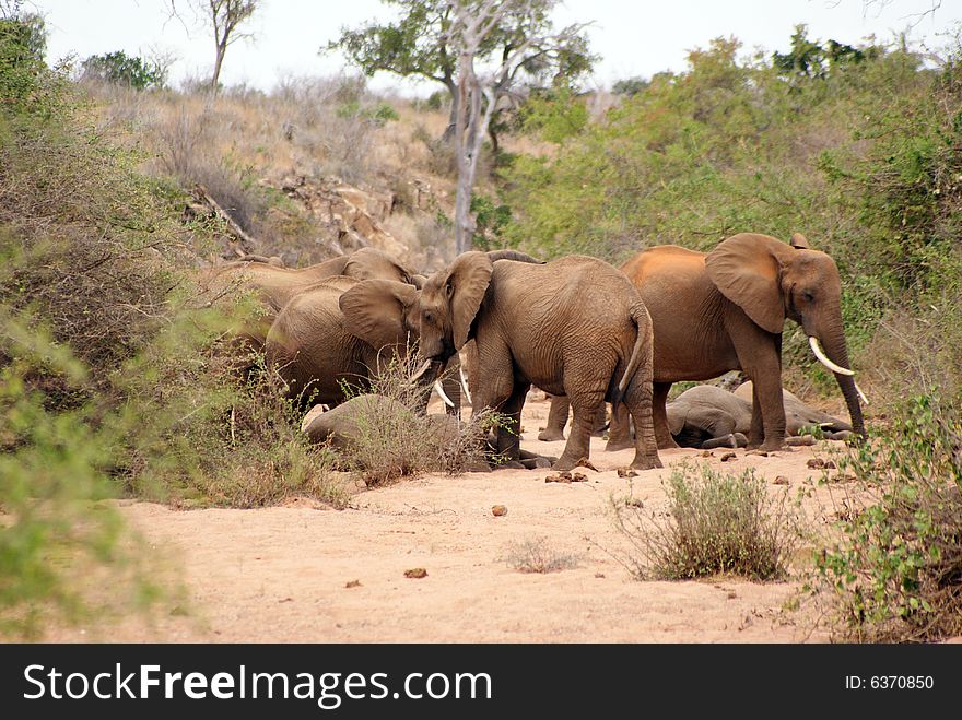 A group of african elephants in the Tsavo National Park, Kenya. A group of african elephants in the Tsavo National Park, Kenya