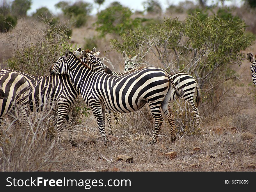 A group of zebras in the Tsavo National Park, Kenya. A group of zebras in the Tsavo National Park, Kenya