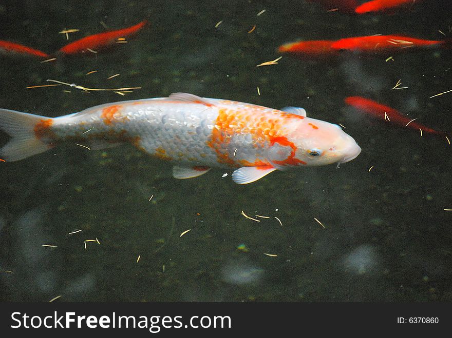 Colorful koi fish swimming in a water garden. Colorful koi fish swimming in a water garden.