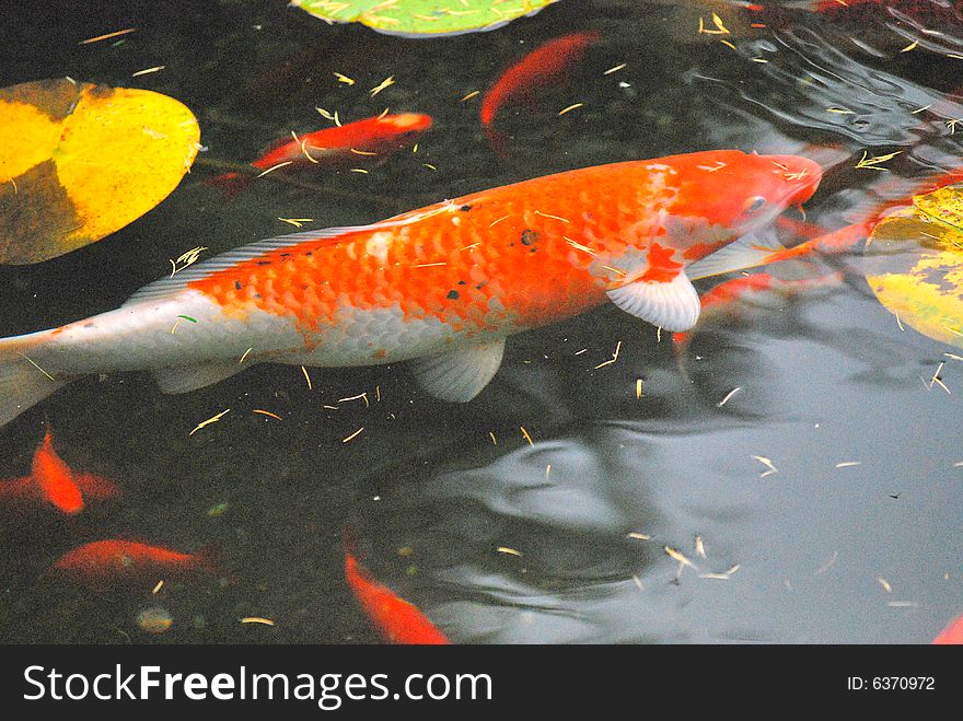 Colorful koi fish swimming in a water garden. Colorful koi fish swimming in a water garden.