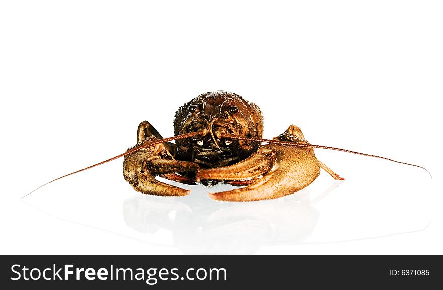 Crayfish On White