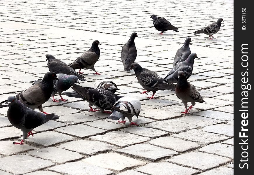 Grey pigeons on city square