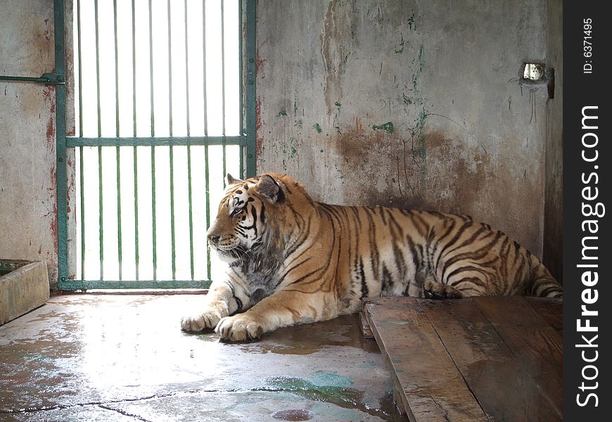 A China Tiger in Zoo Cage