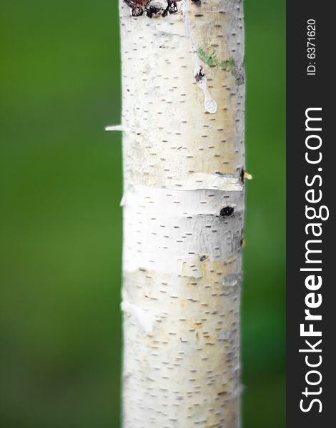 Close up view of birch. Close up view of birch