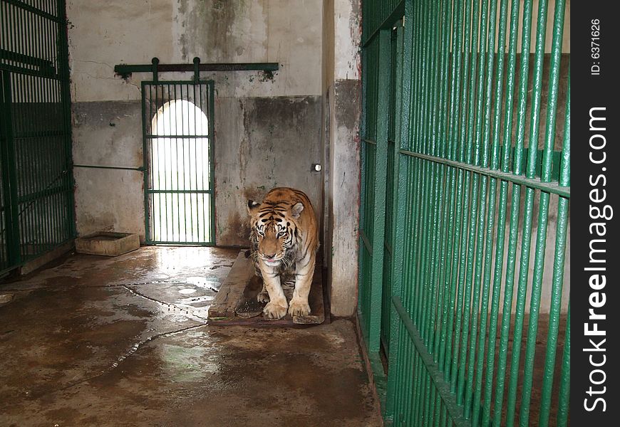 A China Tiger in zoo cage.