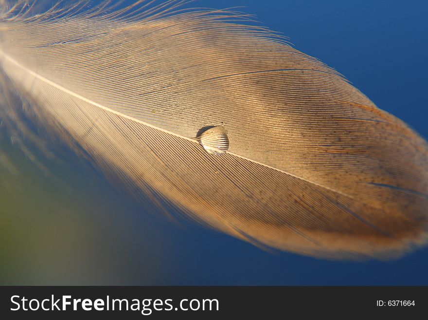 The beauty of some types of feathers is astonishing...and you can clearly see why the birds stay dry