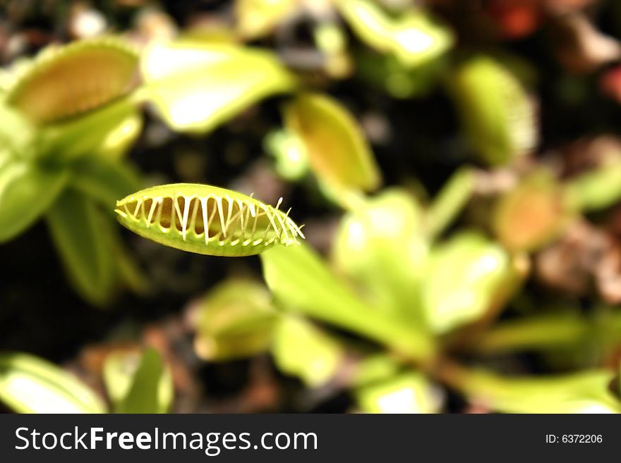 A depth of field shot of a venus flytrap, close up of a closed bulb with other flytraps and leaves blurred in the background . A depth of field shot of a venus flytrap, close up of a closed bulb with other flytraps and leaves blurred in the background