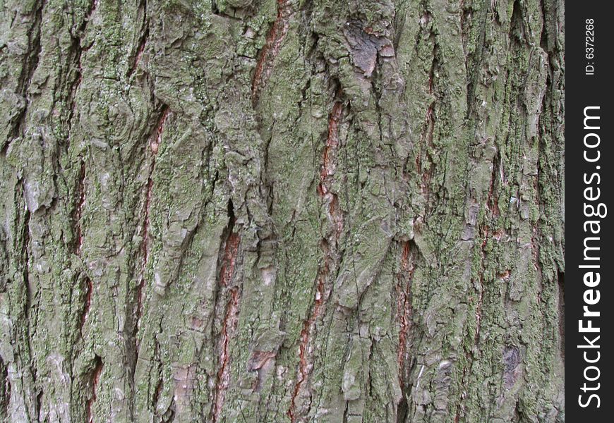 Bark of tree at a survey in macro mode