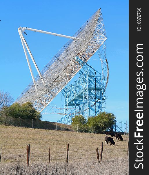 A view of the Stanford radio telescope, or 'dish', in the Stanford Foothills, Palo Alto, CA. Taken in winter while the cows were grazing nearby. A view of the Stanford radio telescope, or 'dish', in the Stanford Foothills, Palo Alto, CA. Taken in winter while the cows were grazing nearby.