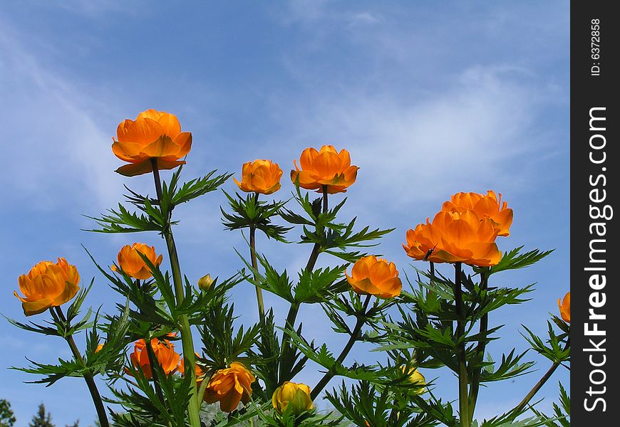Orange Flowers (globe-flower) Blue Sky