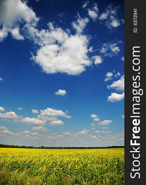 Big field with many beauty yellow sunflower under blue sky. Big field with many beauty yellow sunflower under blue sky