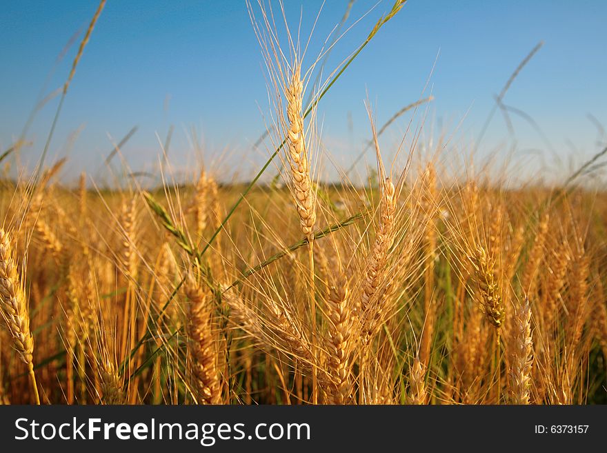 Wheaten field on sky background