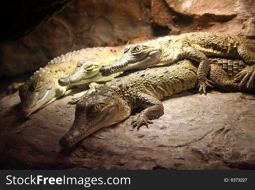 Four alligators lounge on a rock at the zoo.