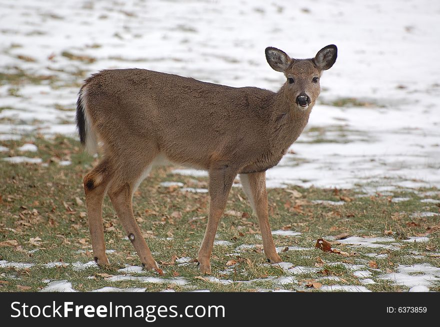 Doe looking for winter food in the front yard. Doe looking for winter food in the front yard